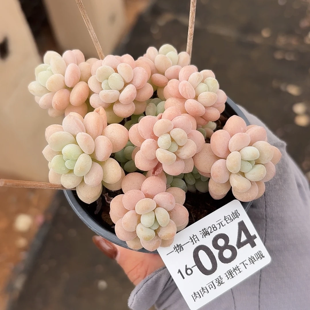 洛可可无盆土发货无盆