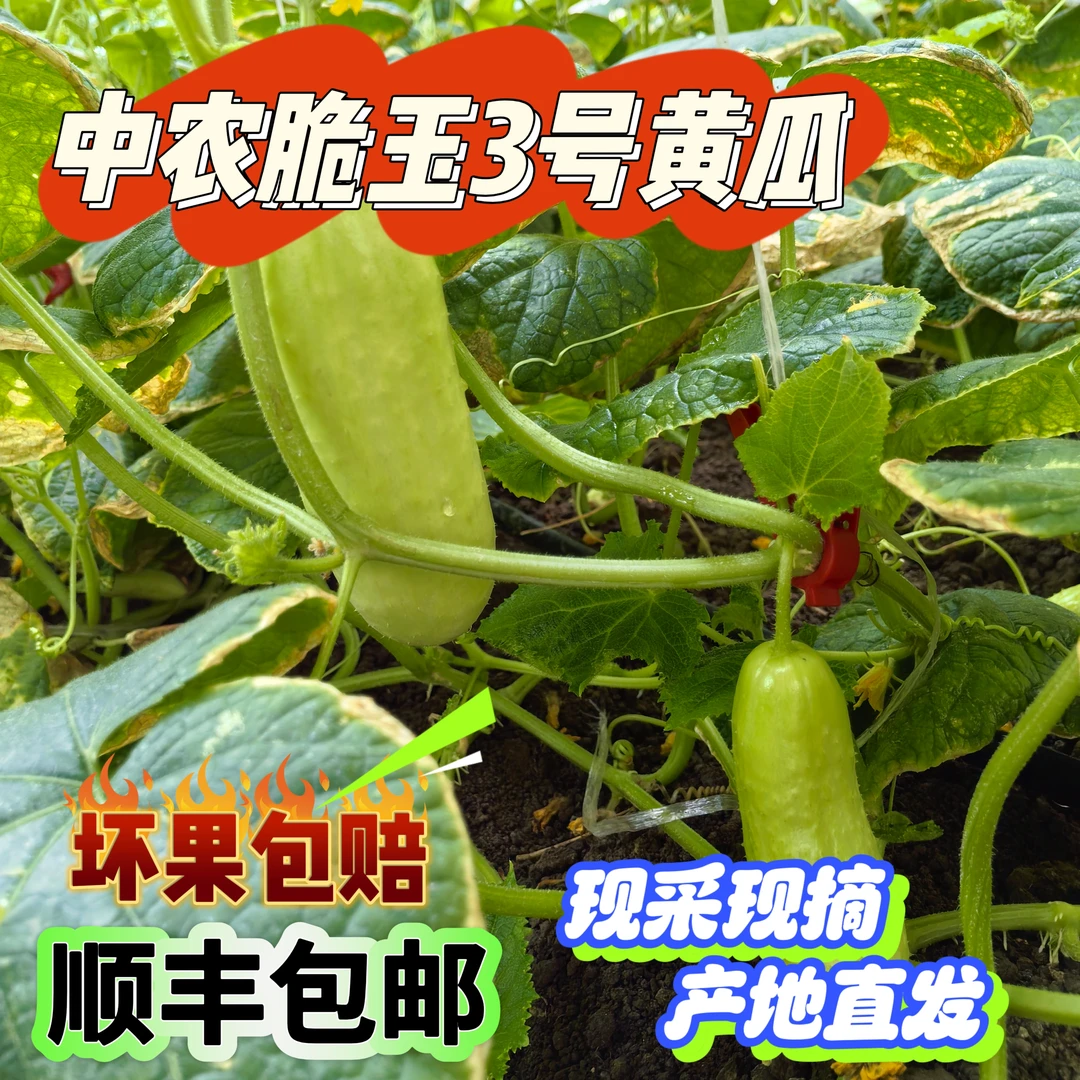 (顺丰包邮)皮儿薄柔嫩脆甜多汁产地直发现采现摘坏果包赔