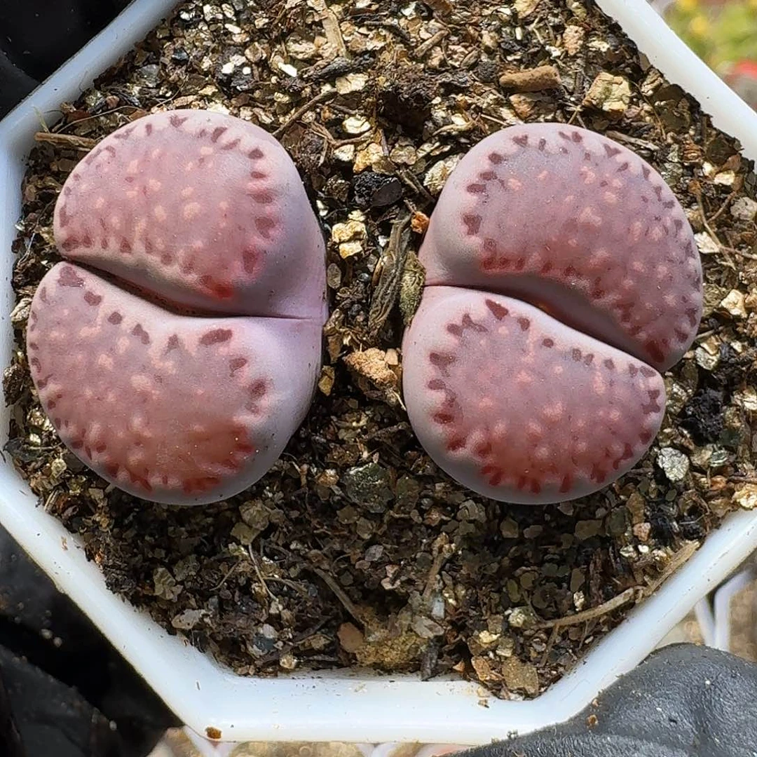 生石花1111111。 315