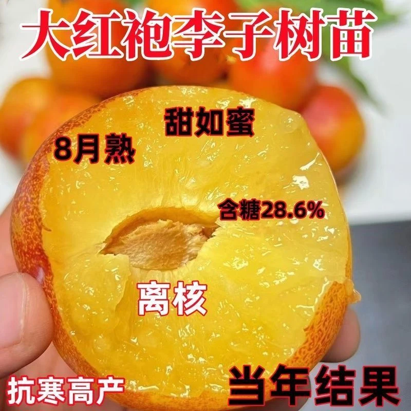 正宗大果大红袍李子嫁接苗早晚熟树苗脆甜当年结果南北方种植