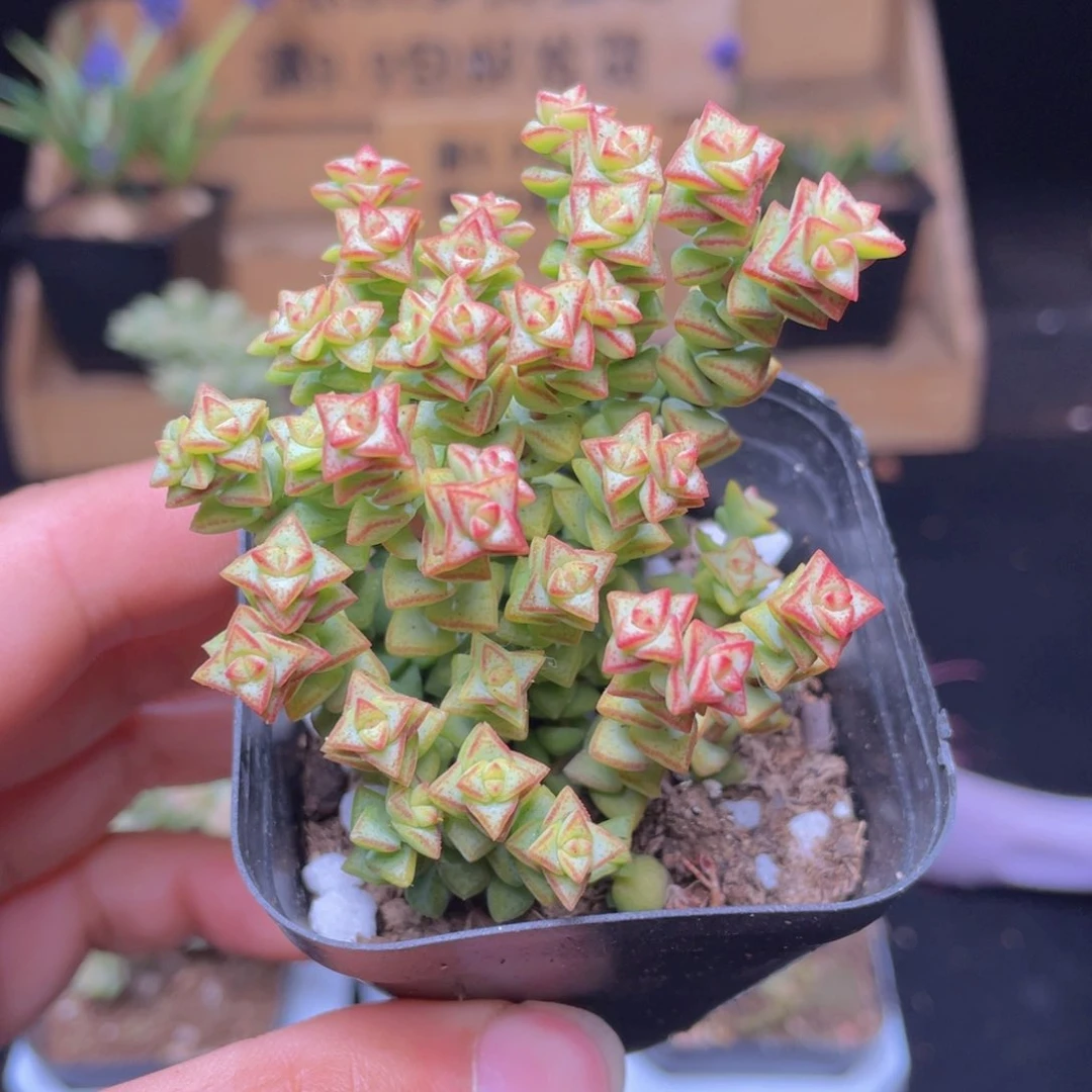 小米星多肉9.9包邮发货