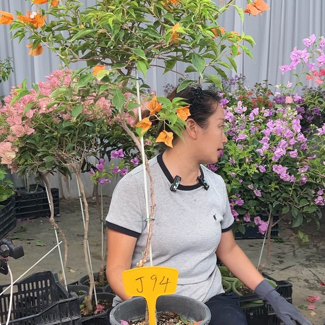 淡***然当前无花栽培后可以开花J94橙桑巴