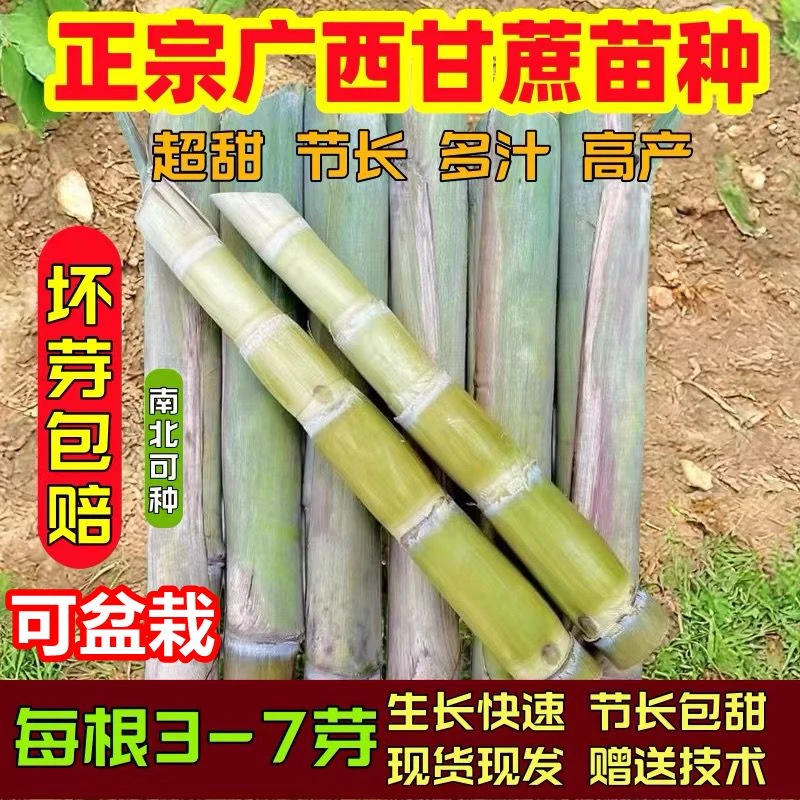 广西黄皮甘蔗苗种籽黑皮种子高产脆甜青皮云南黄金甘蔗树苗甘蔗苗