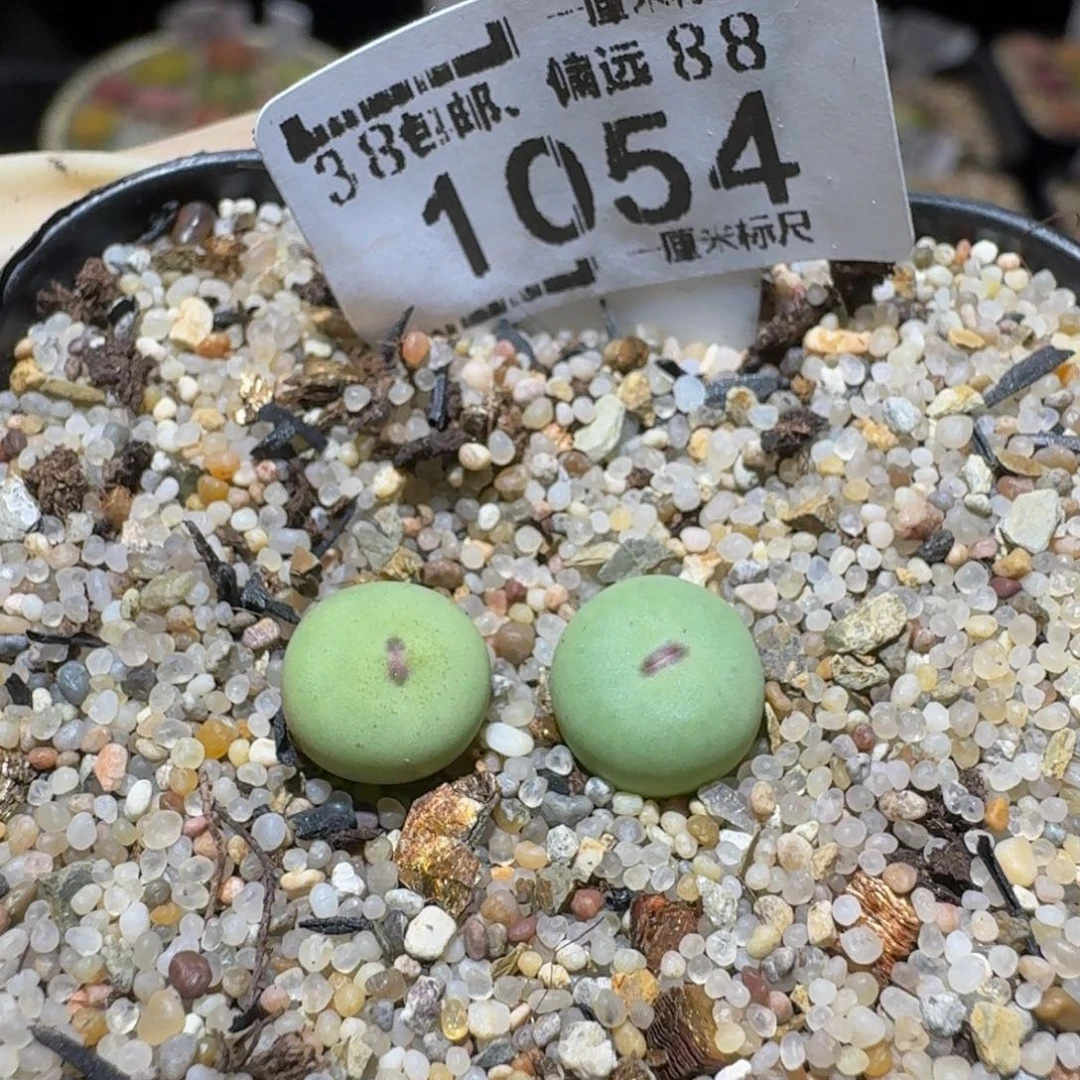 白***夜Ssss精品生石花1054