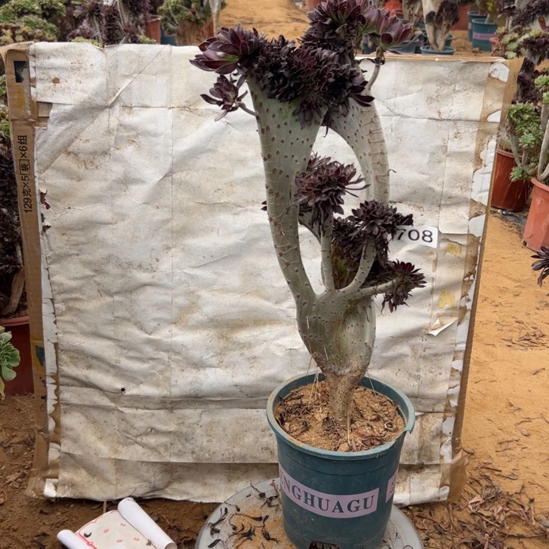 黑缀708高度44厘米