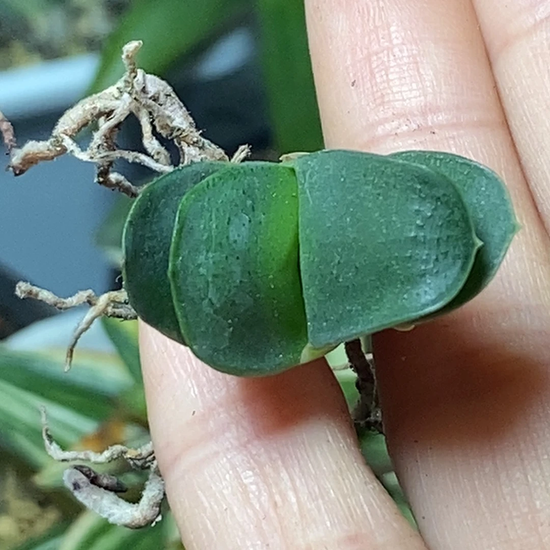 不带盆脱土裸根发货