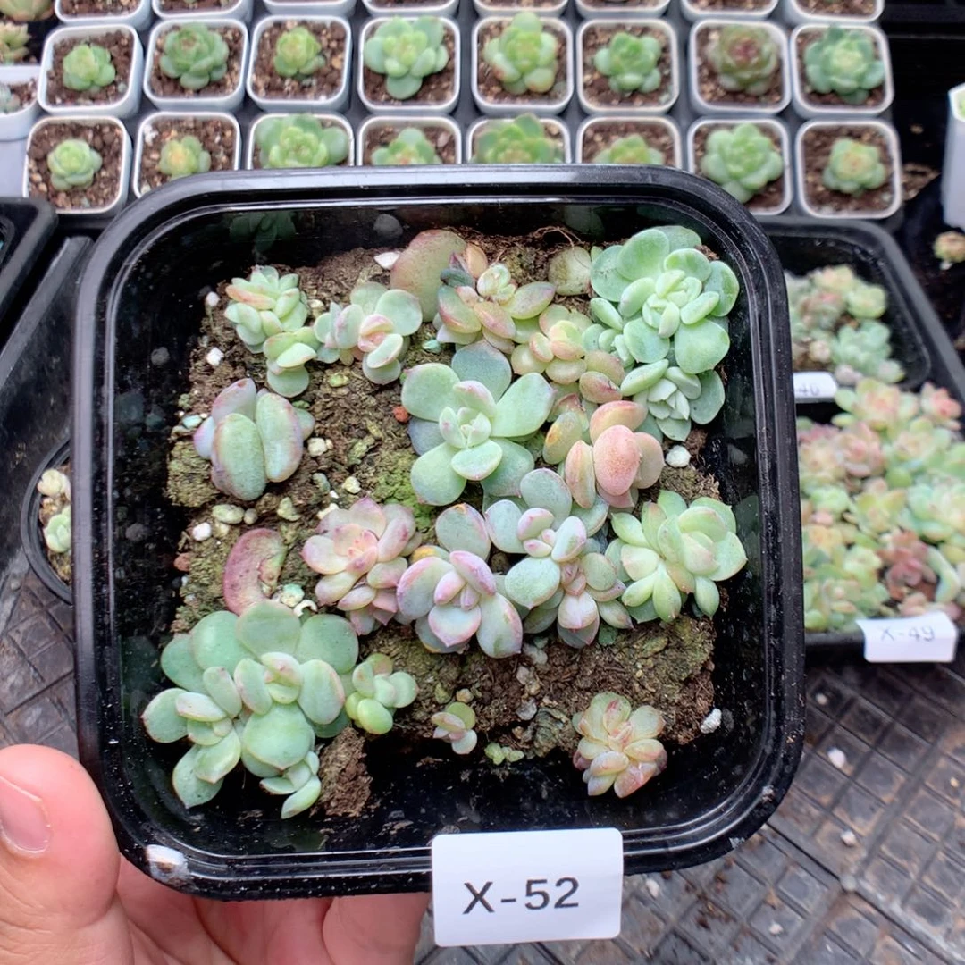 无花朵X52英语英语
