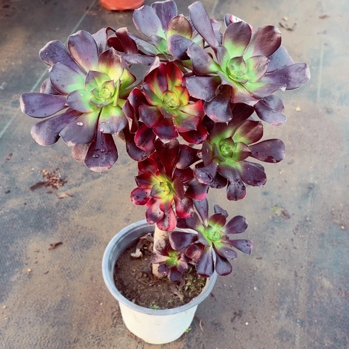 巫毒七彩有砍造型朵朵133