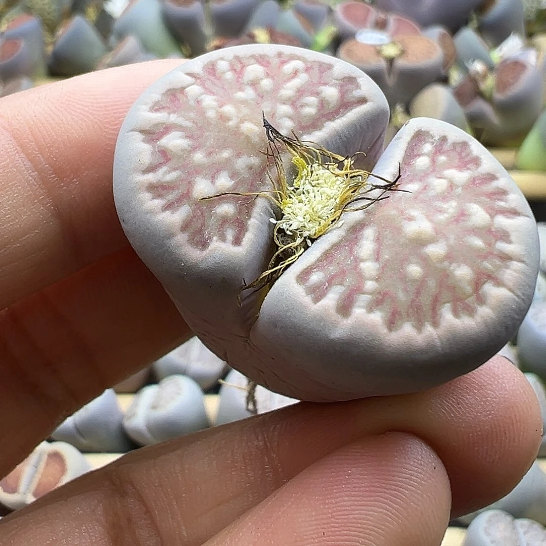 2144 生石花福利清货