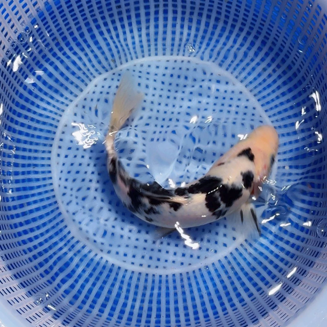 锦鲤精品甄选血统锦鲤