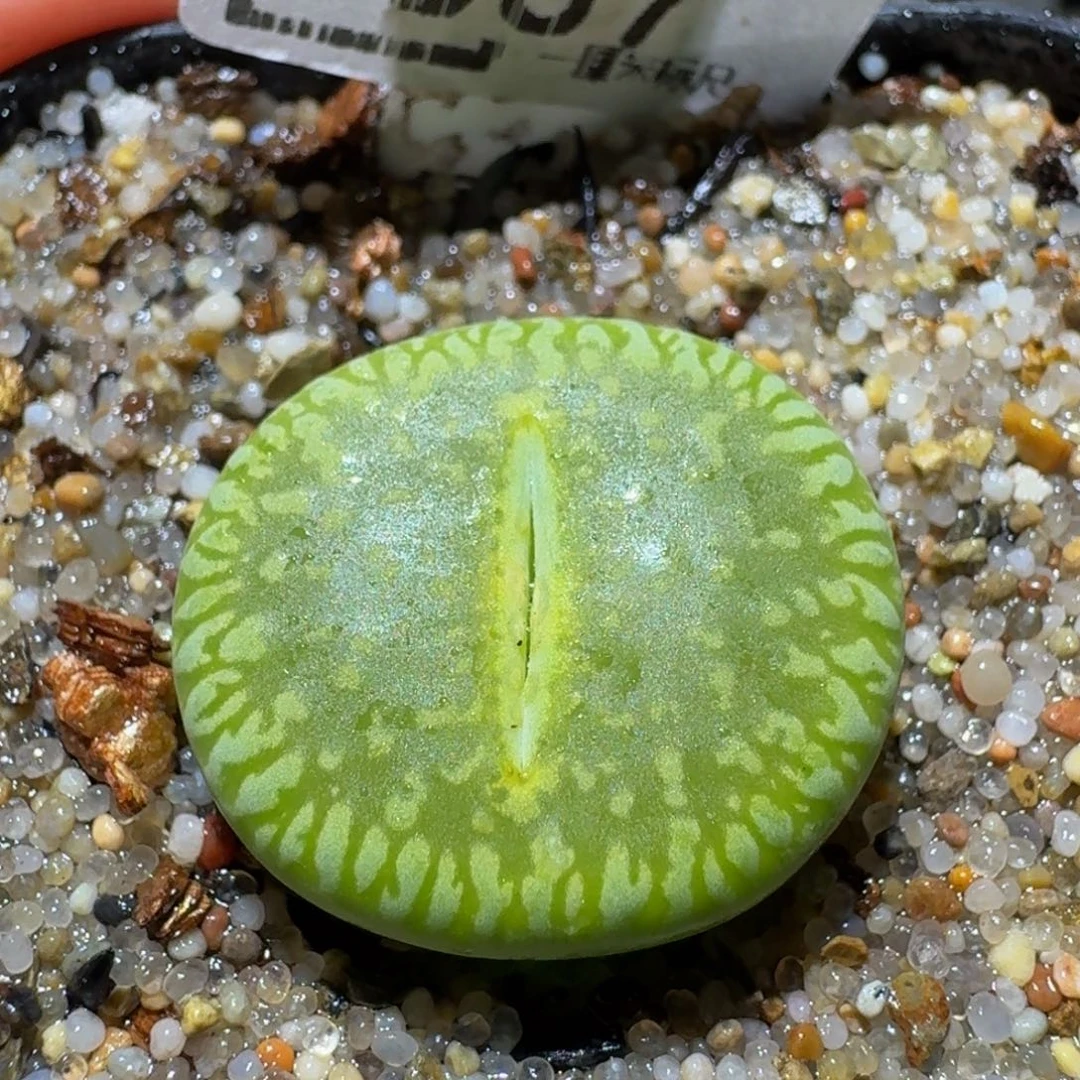 Ssss精品生石花587卡2.1