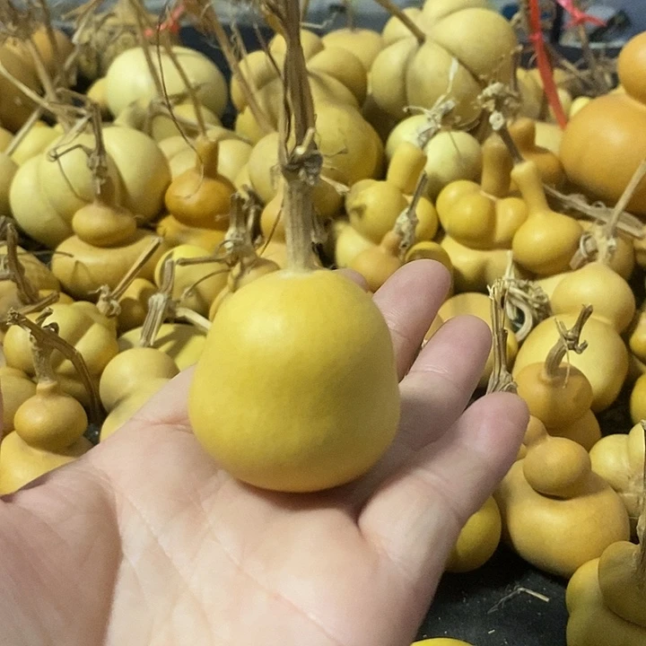葫芦的颜色很好看