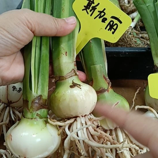无花朵老版斯嘉丽铃声4+