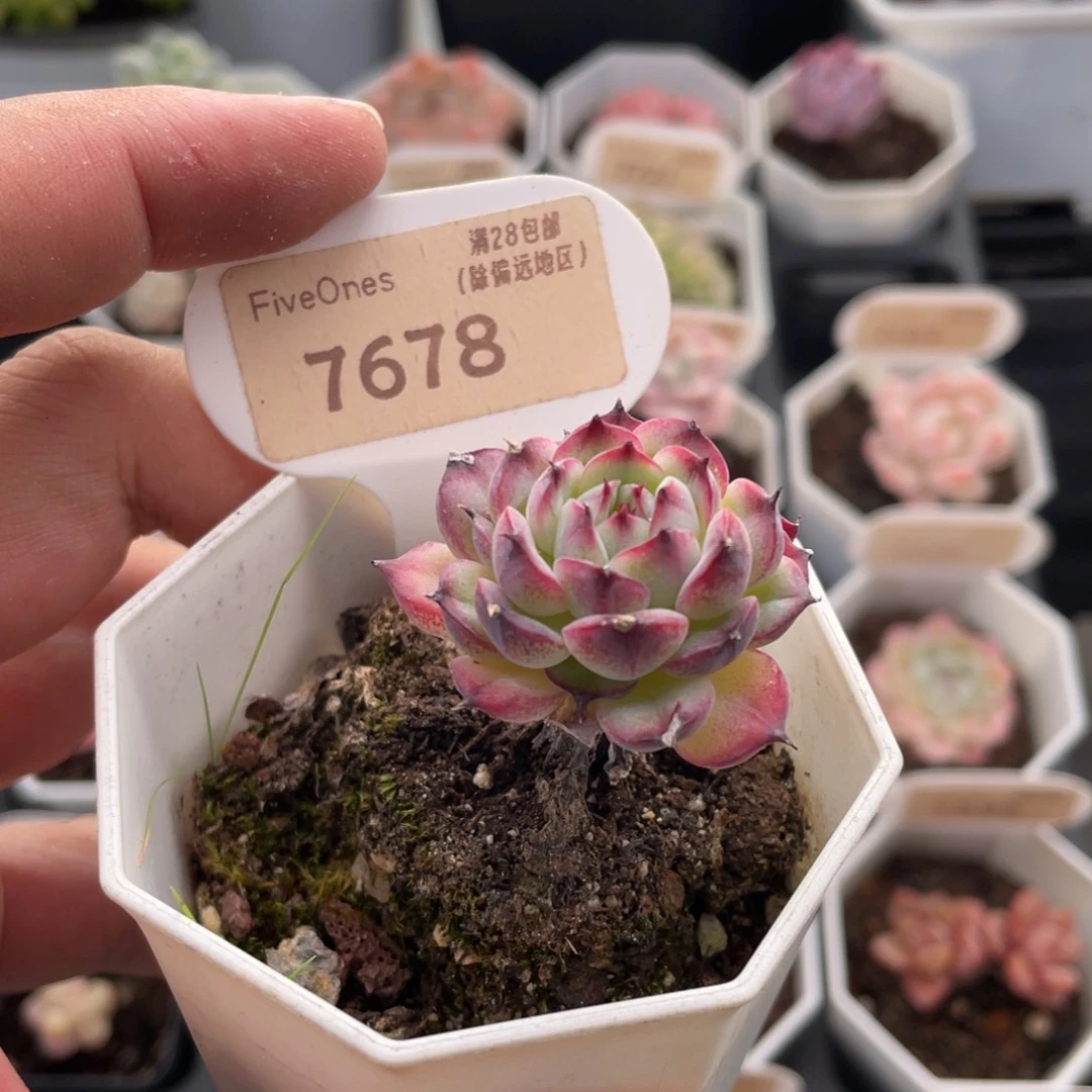 马赛尔7678-4厘米