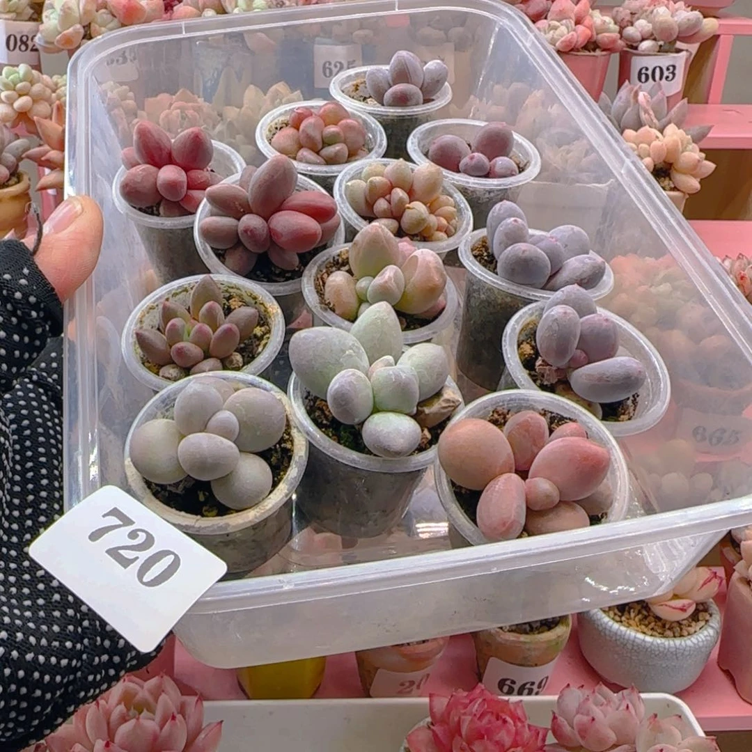 @***言720专拍专拍专拍专拍