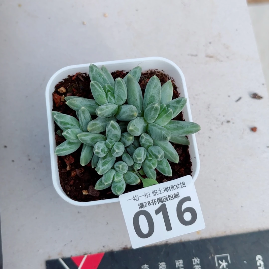 乌拉克拉老桩多肉多肉