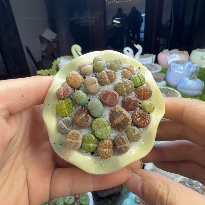 多肉植物的生长发育与1249