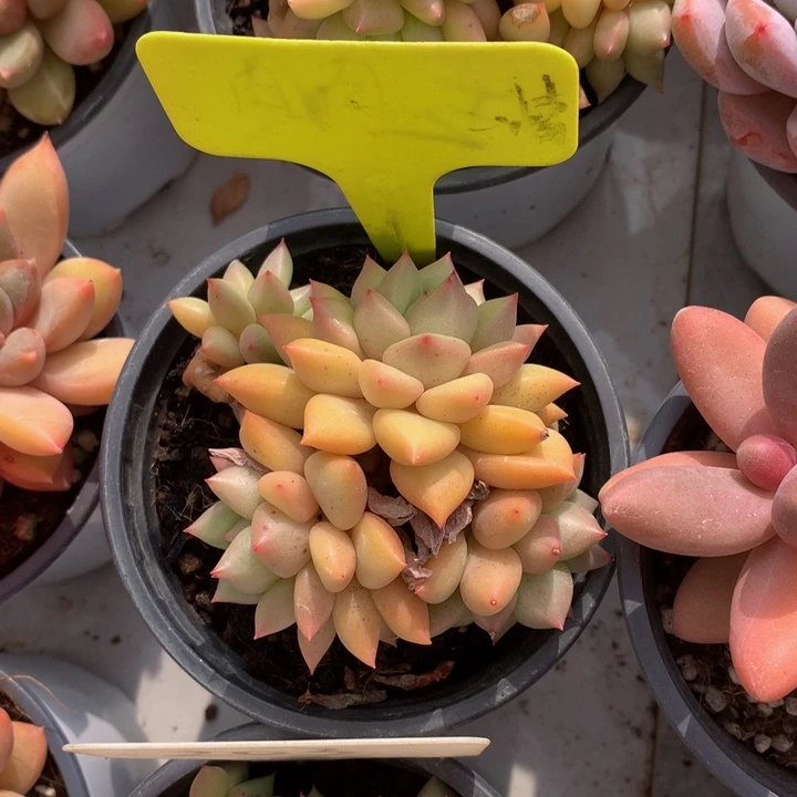 北***猫多日子合集72727273727