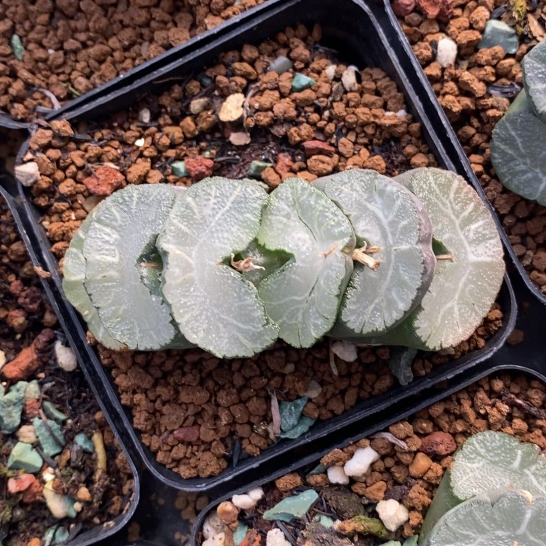 一颗牛逼玉扇。