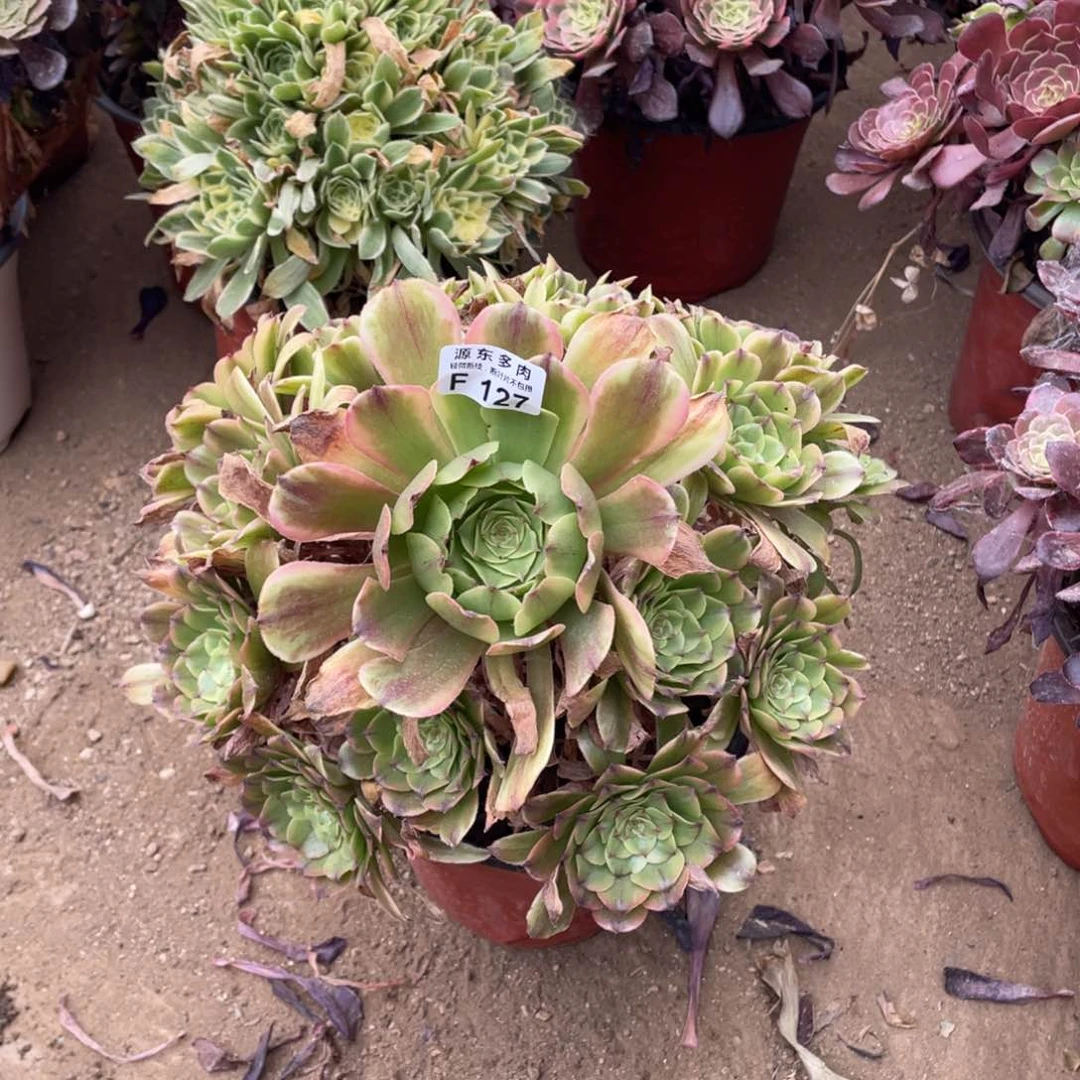 127沙皇多肉法师断枝不包