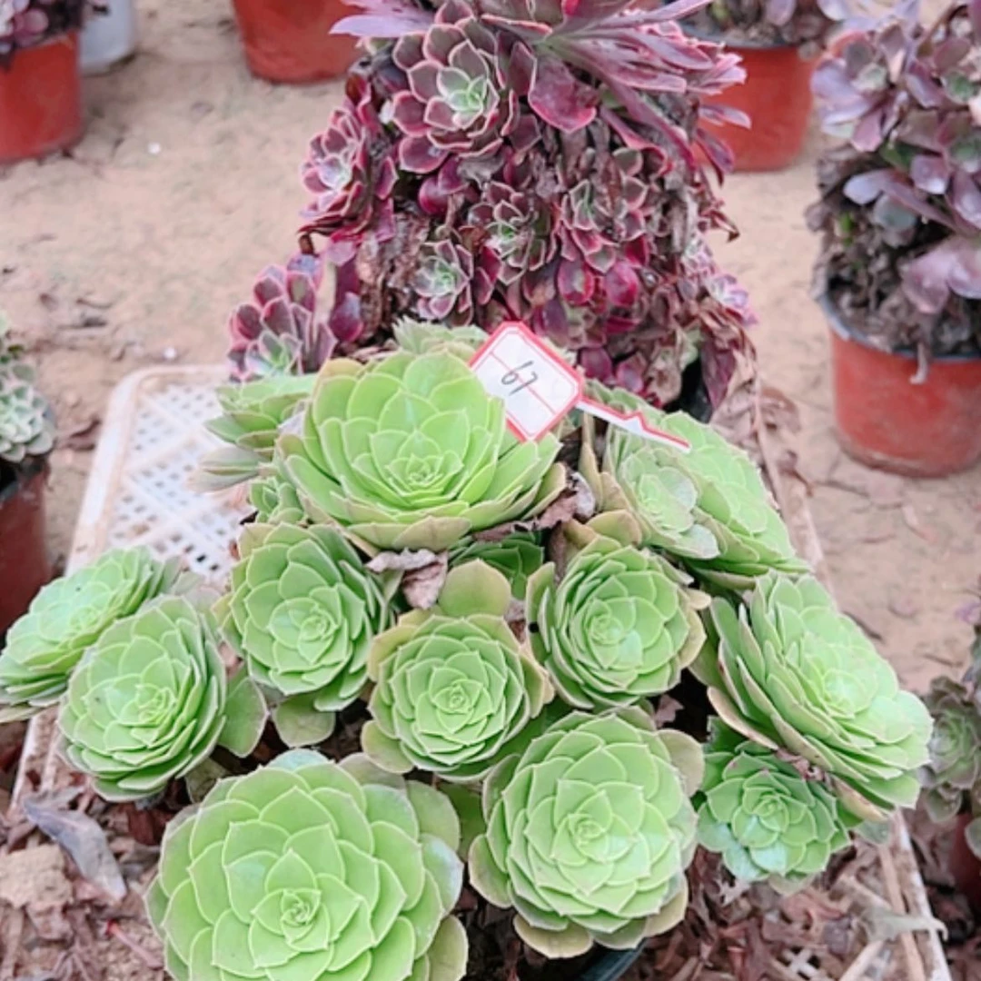 【闪购商品】无花朵文*宫67号套餐2颗断枝不包