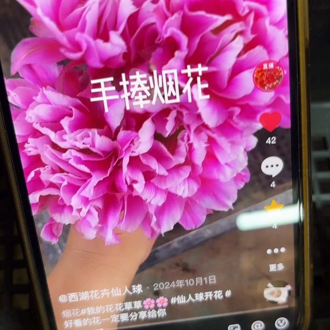 烟花彩20包邮仙人球60