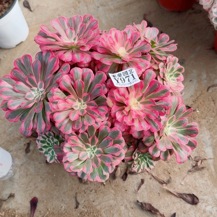 971粉瞳官服30左右2