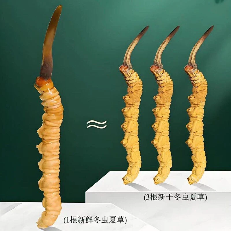【0.6g/根100根装】藏地御龍2025头期新鲜冬虫夏草高端精品滋补养生