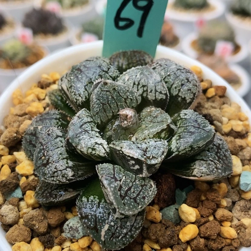 【闪购商品】我***久69摩多