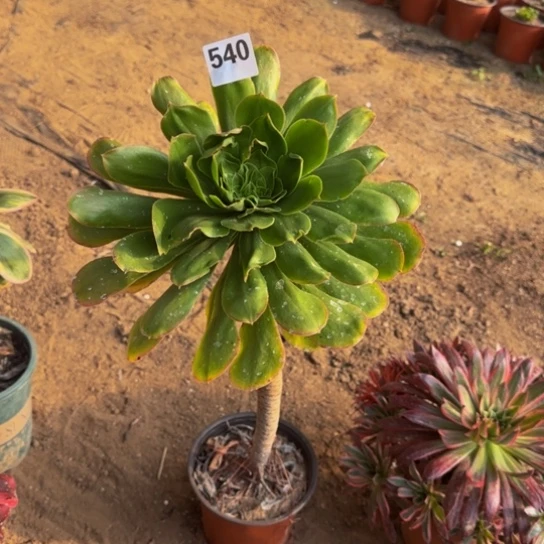 燕姿3号棚540多肉植物