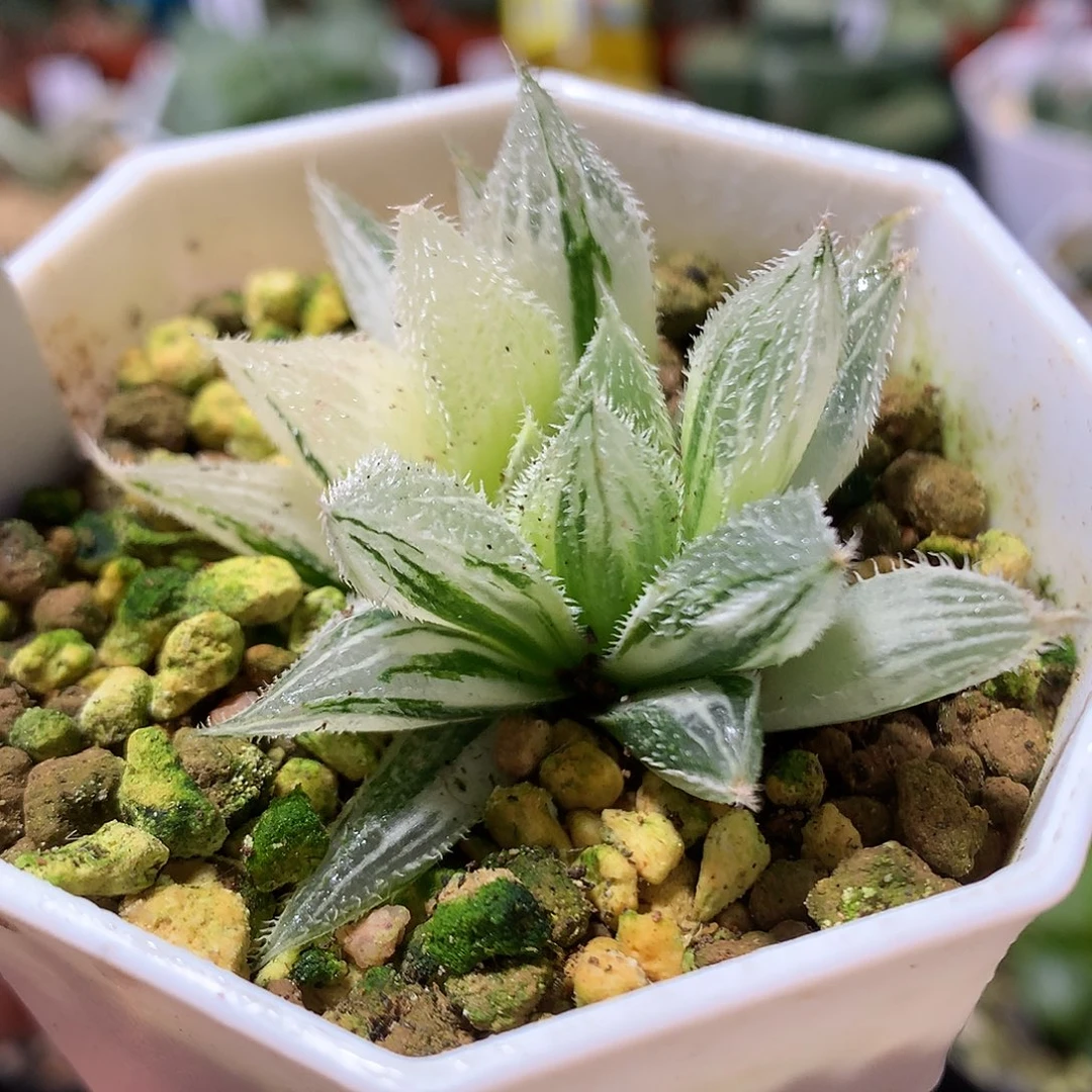 22号绘卷玉露带盆土