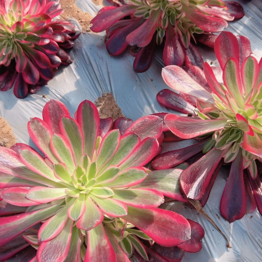 美杜莎量拍多肉法师