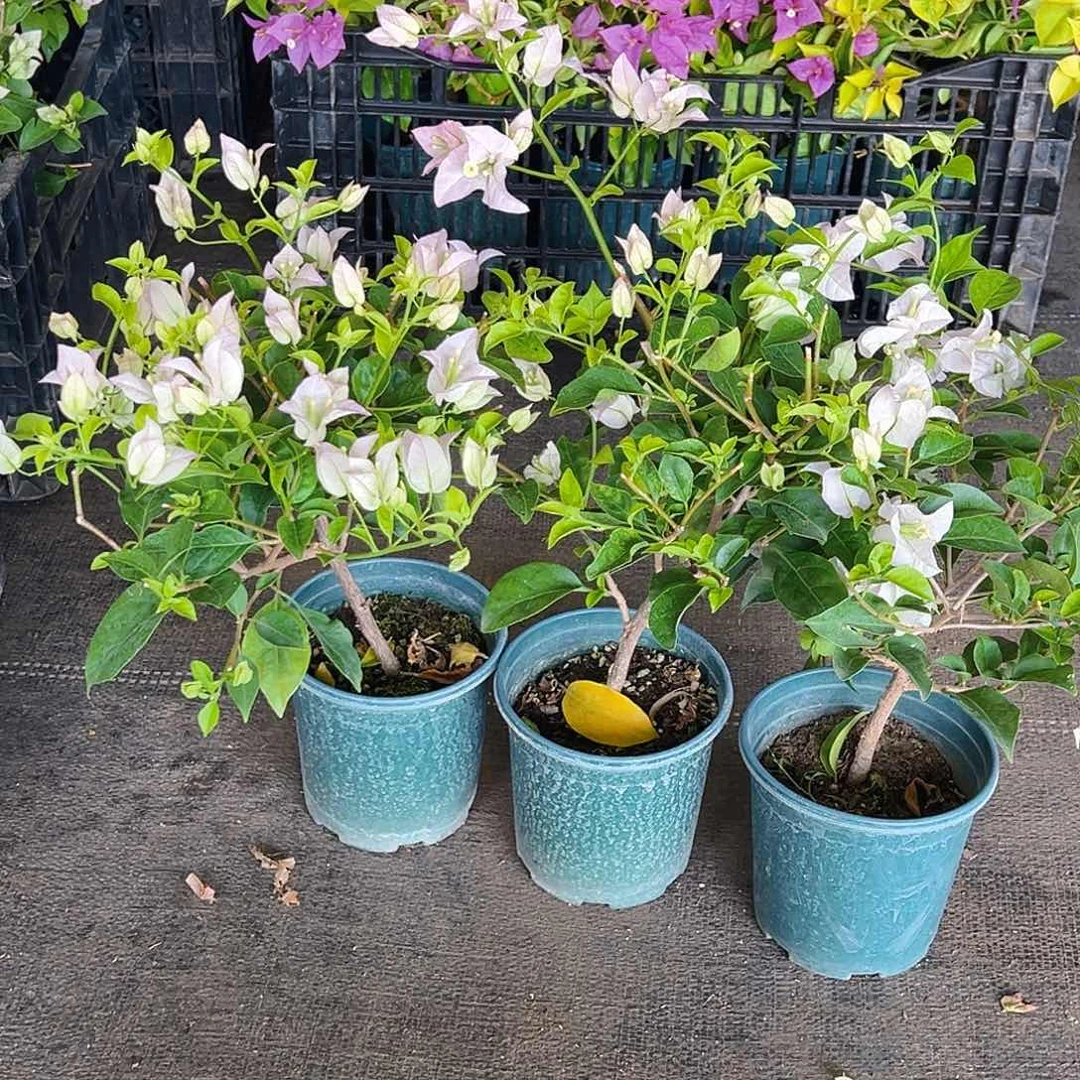 当前无花栽培后可以开花丽娜掌中宝一颗