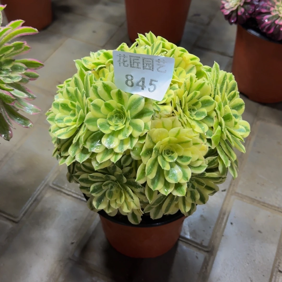 星*多肉植物845迈巴赫