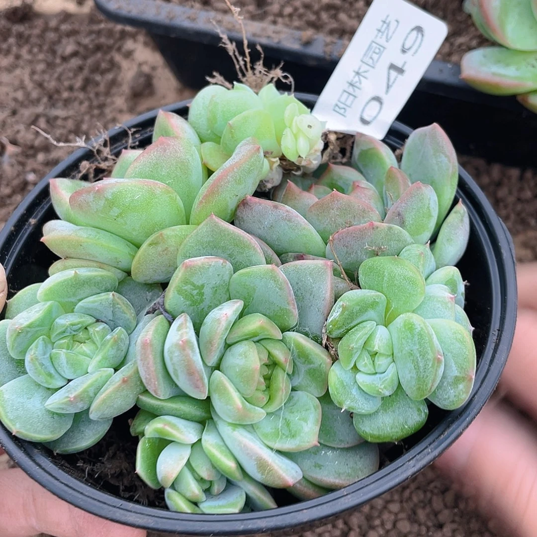 多肉植物多肉植物49