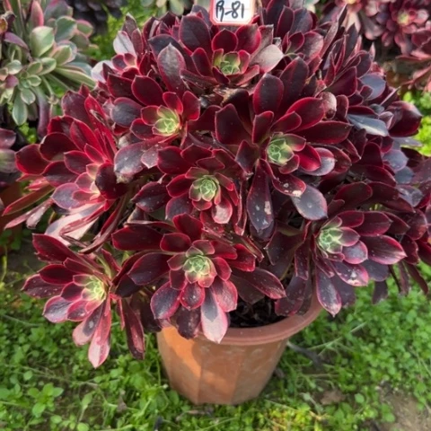 19-81金丝多肉植物