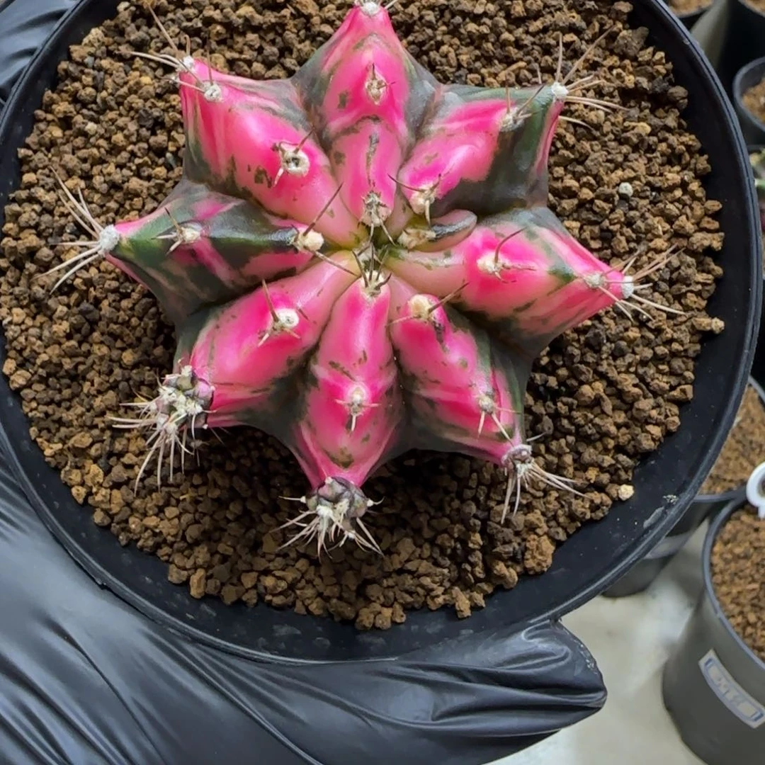 泰系实生米哈锦带盆土发货