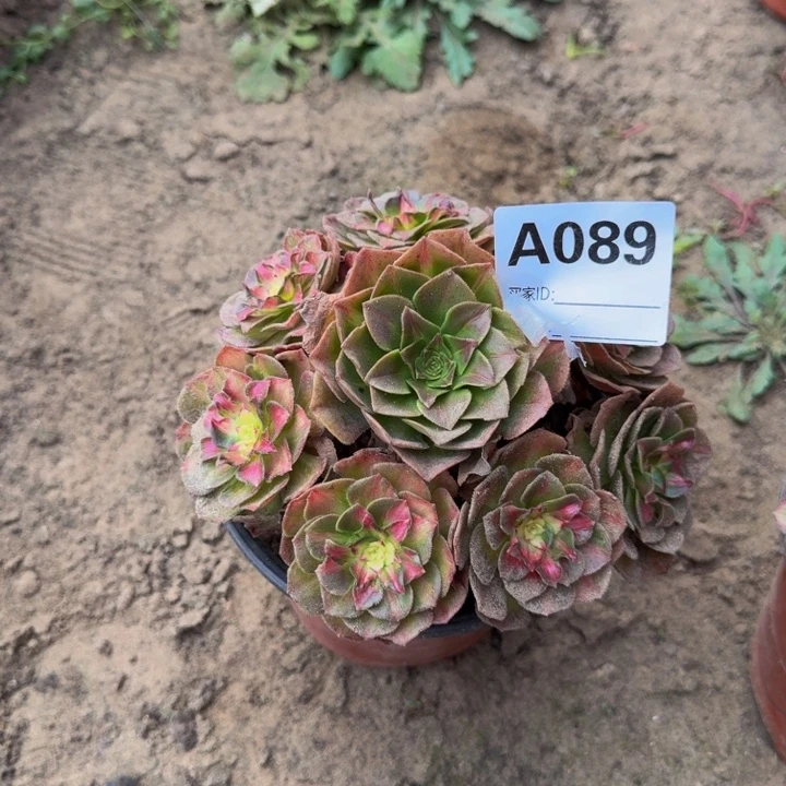 法师多肉不包侧枝不包损多肉海王七彩089