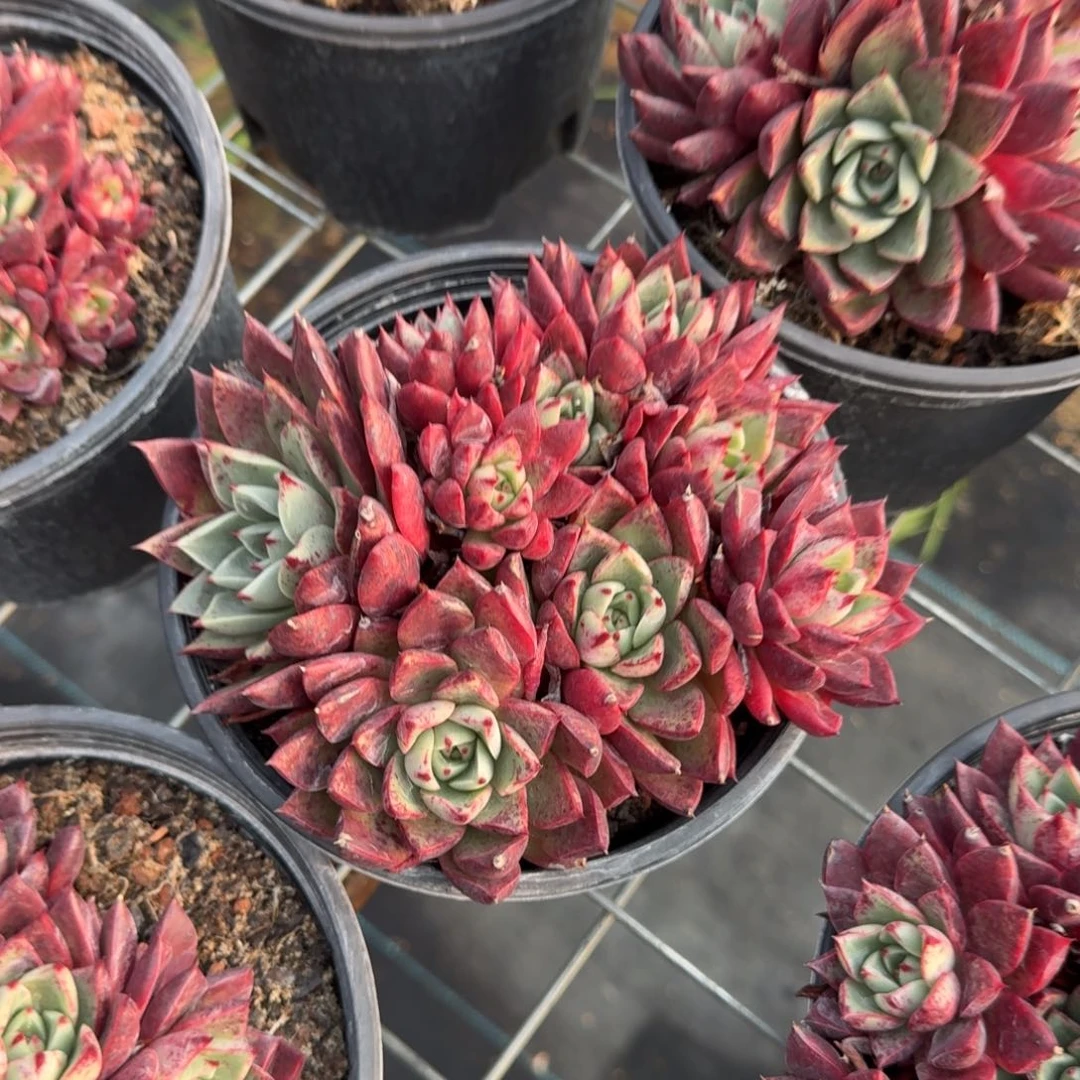 斗牛士4头群多肉植物