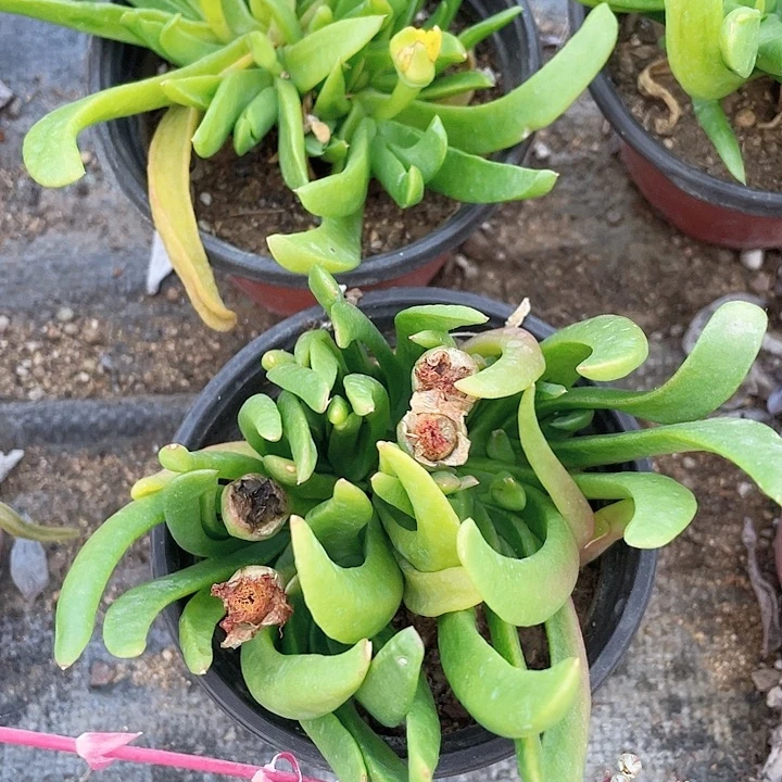黄花佛手托金满25包邮