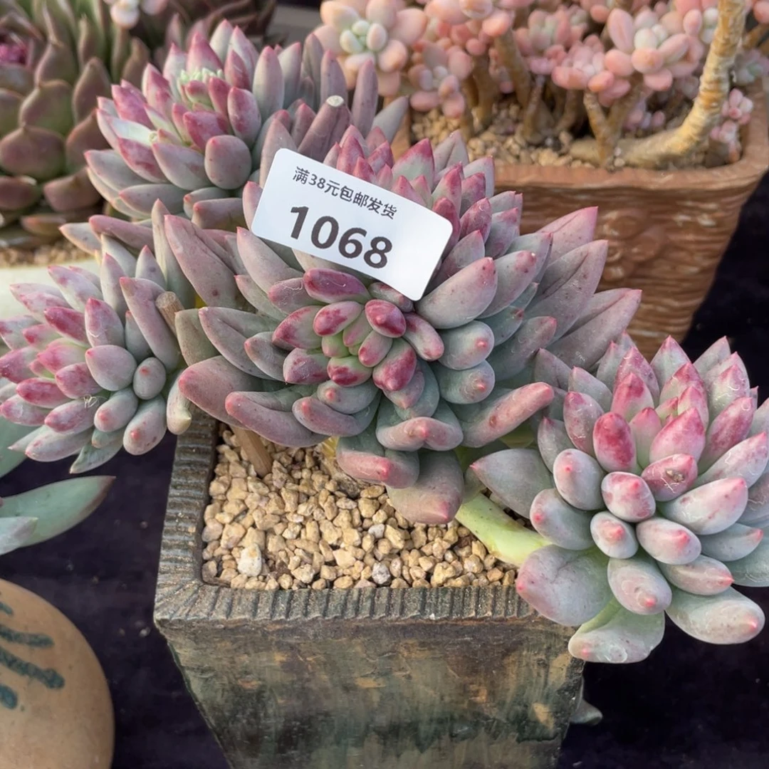 冰****1068岩字群生多肉植物一物一拍