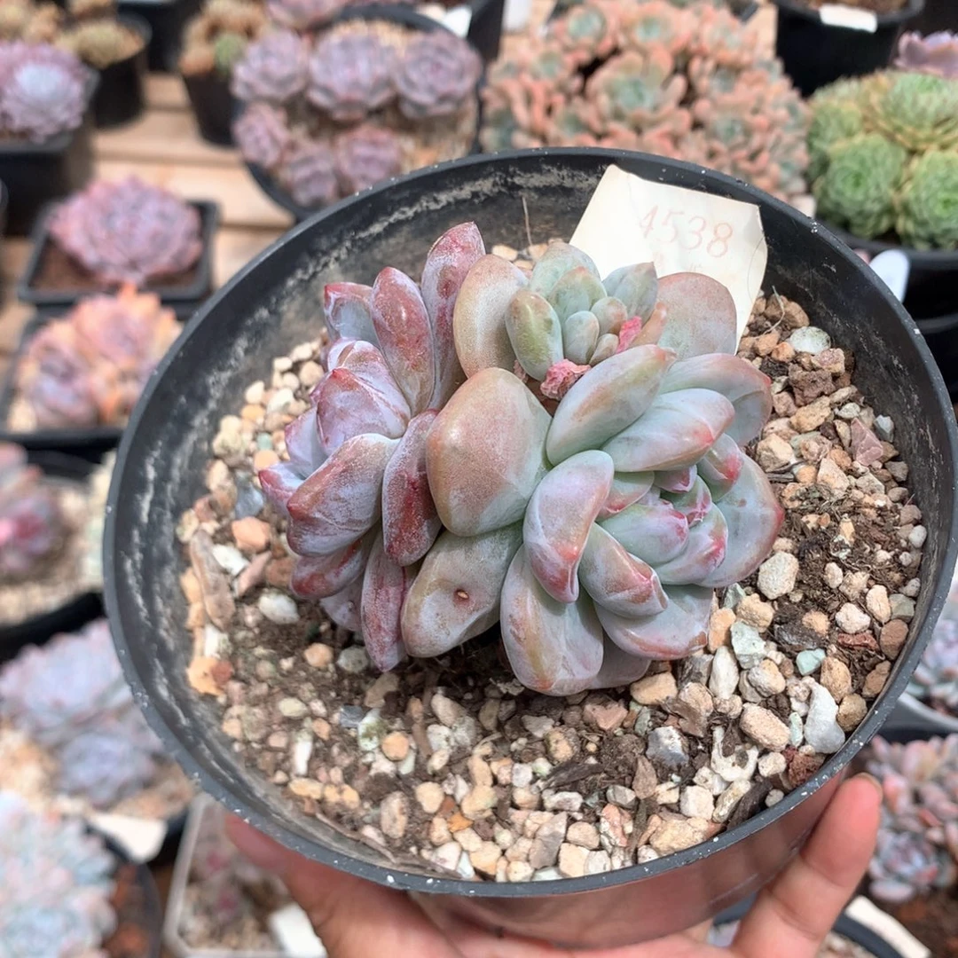 8.5厘米双头星影石化 阴阳脸 4538