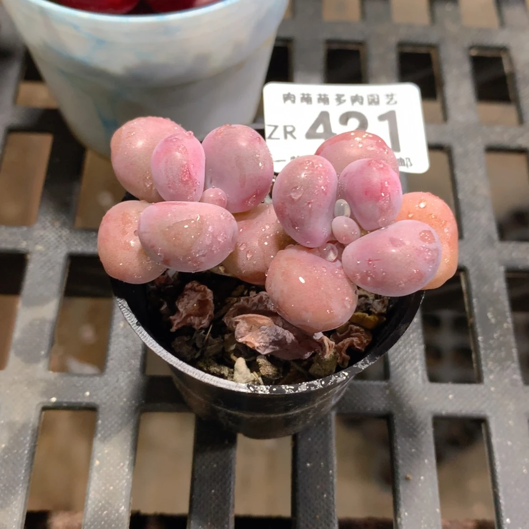 肉萌萌拇指盆精控多肉ZR421