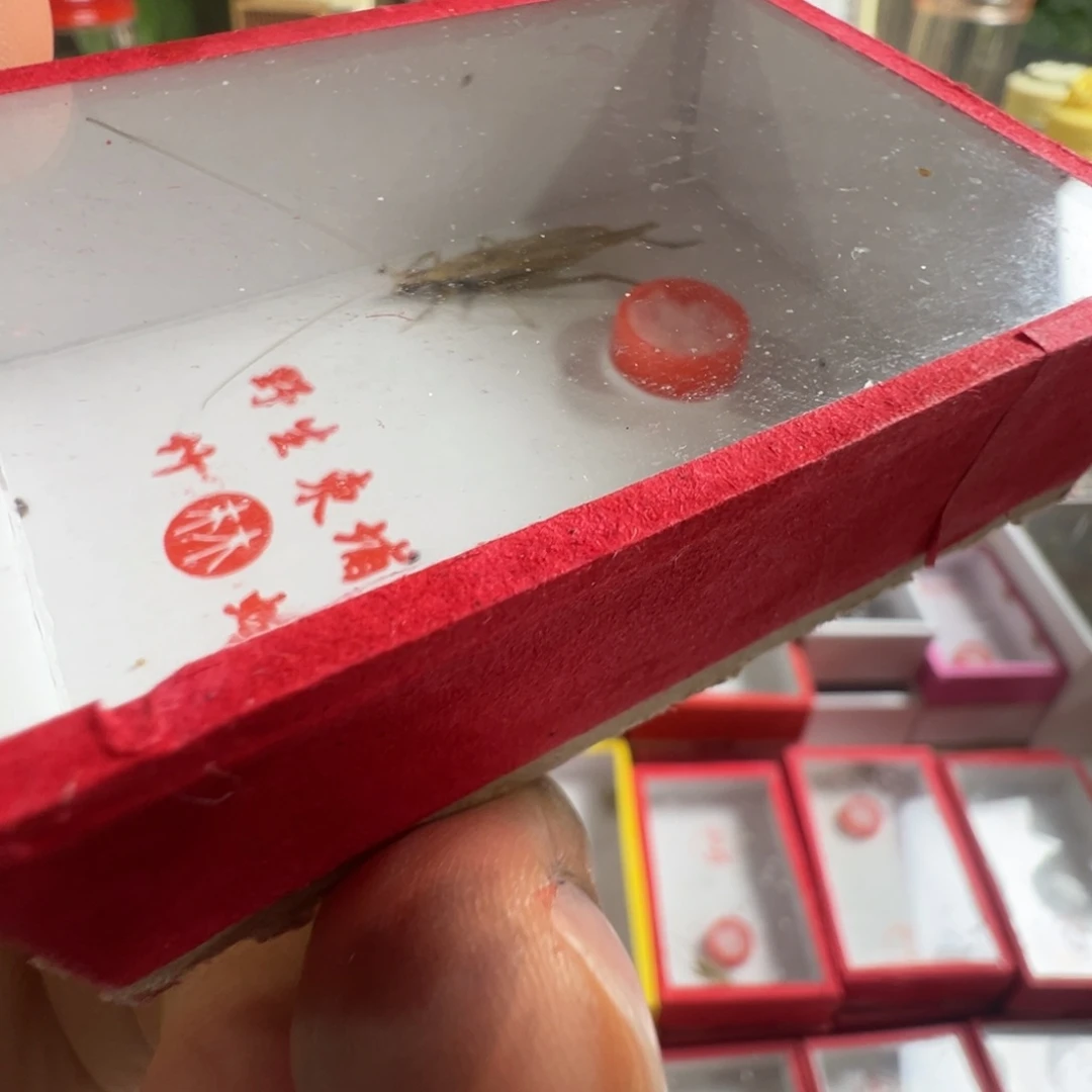 蟋蟀两只短须柬埔寨