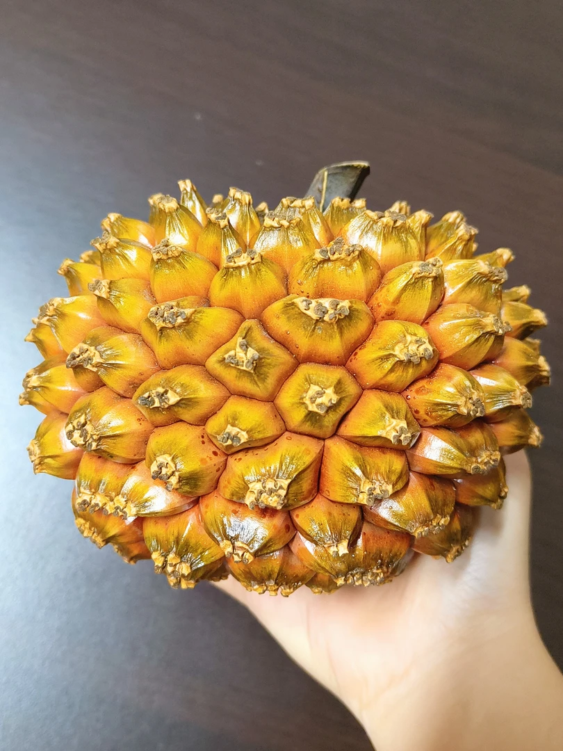 露兜果扇叶露兜标本挂画植物