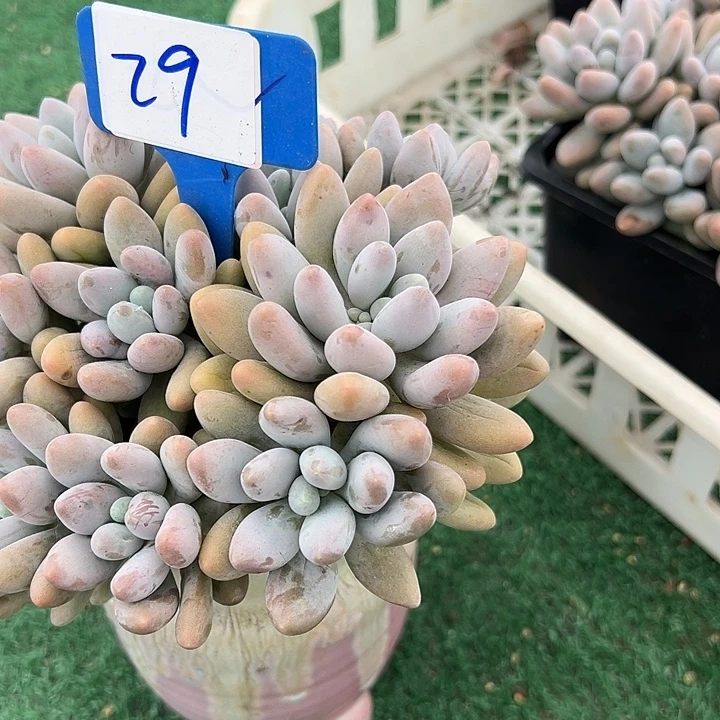 29汤圆一个脱土多肉