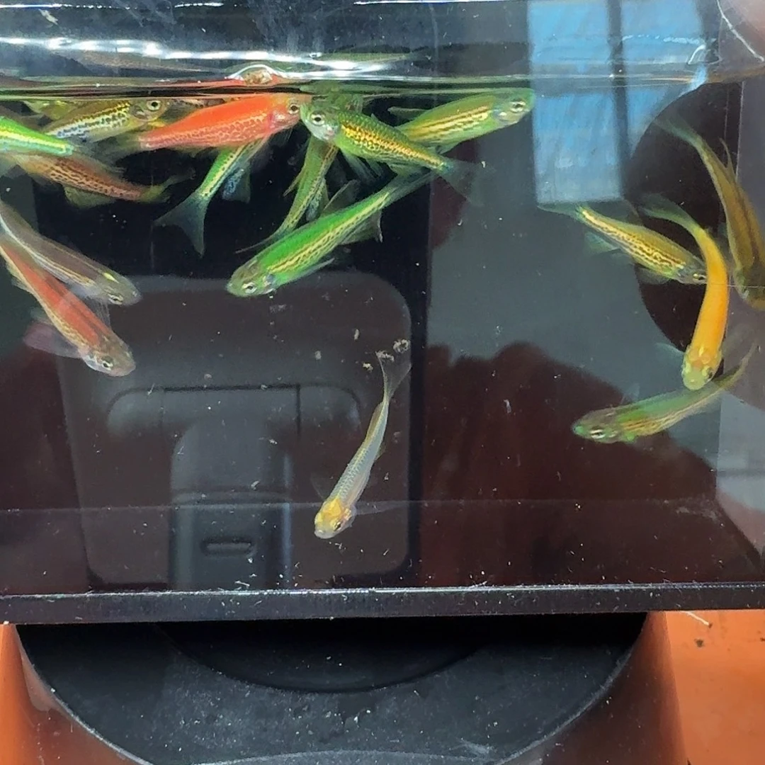 斑马鱼2组包邮1.5-2cm豹纹蝶翼斑马苗子10条