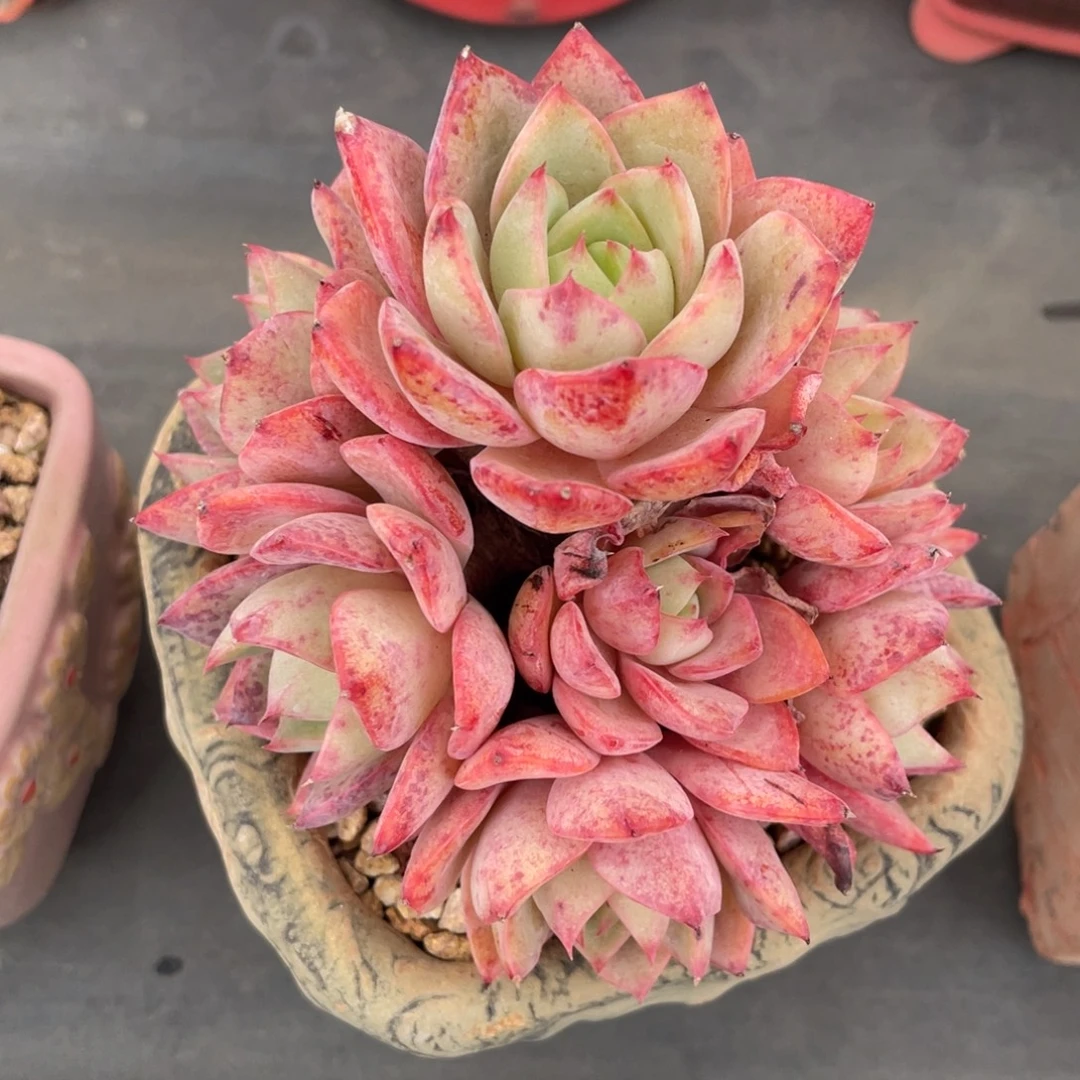 景天杂交整装无砍