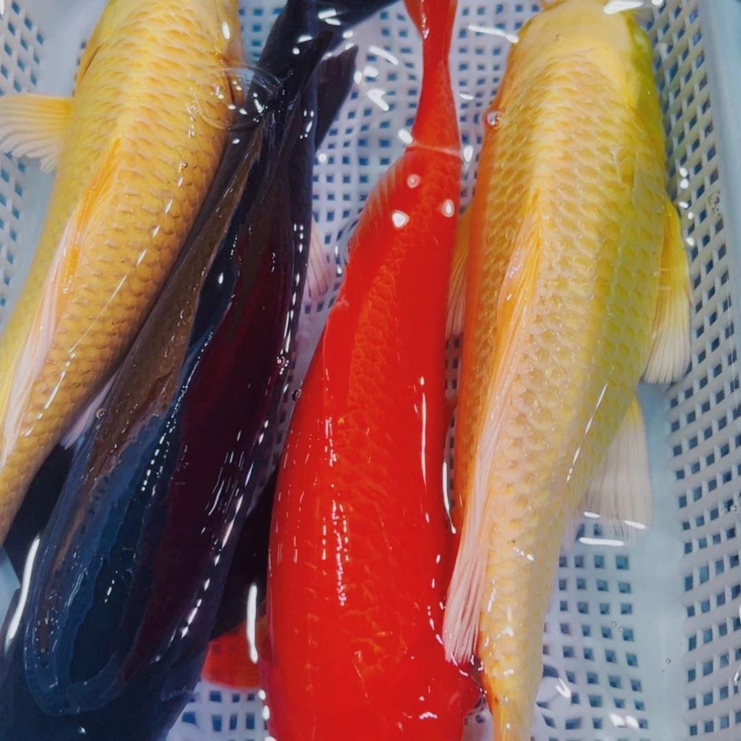 锦鲤冷水观赏锦鲤