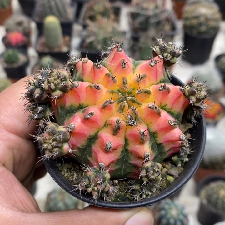 花蝴蝶牡丹锦特价福利